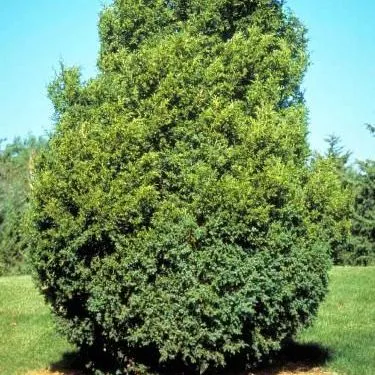 thumbnail for publication: Juniperus virginiana: Eastern Redcedar